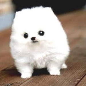 Meet your Posher, Athena